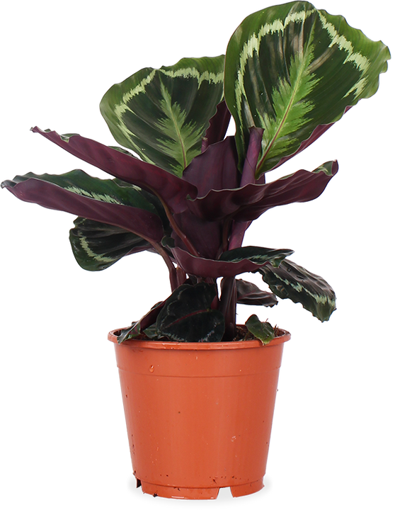 Calathea medallion (Korbmarante) (S)