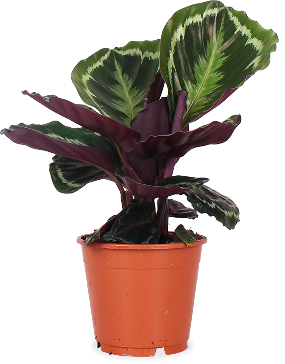 Calathea Medallion (Korbmarante) (S) kaufen? | Sophia