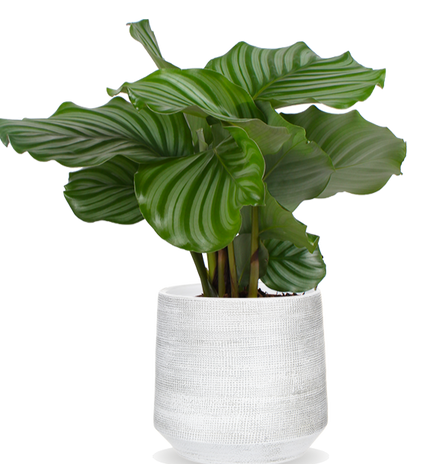 Calathea orbifolia (Korbmarante) (S)