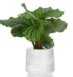 Calathea orbifolia (Korbmarante) (S)