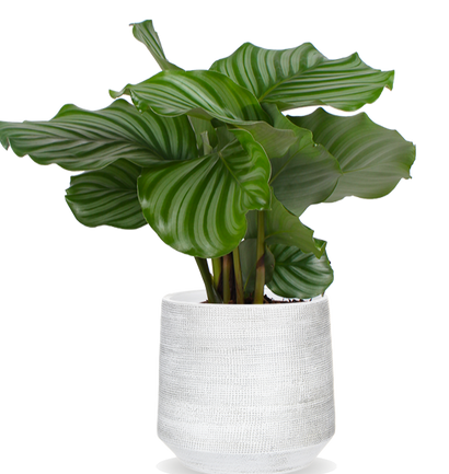 Calathea orbifolia (Korbmarante) (S)