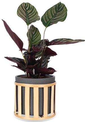 Calathea ornata (Korbmarante) (S) kaufen | Plantsome