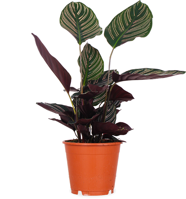 Calathea ornata (Korbmarante) (S) kaufen