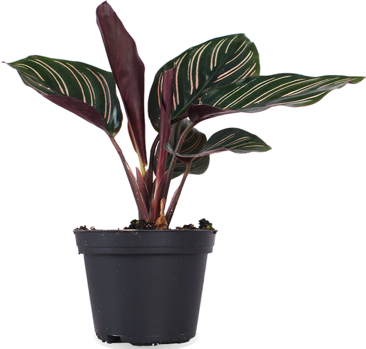 Calathea ornata (Korbmarante) (XS)