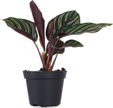 Calathea ornata (Korbmarante) (XS)