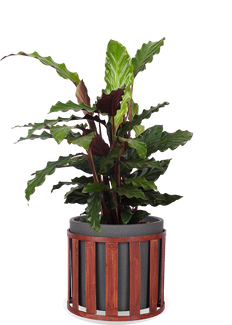 Calathea rufibarba (Korbmarante) (M)