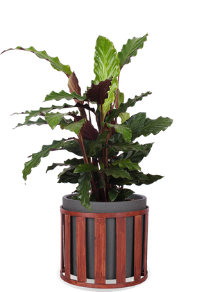 Calathea Rufibarba (Korbmarante) (S) kaufen? | Julia
