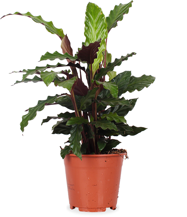 Calathea rufibarba (Korbmarante) (M)
