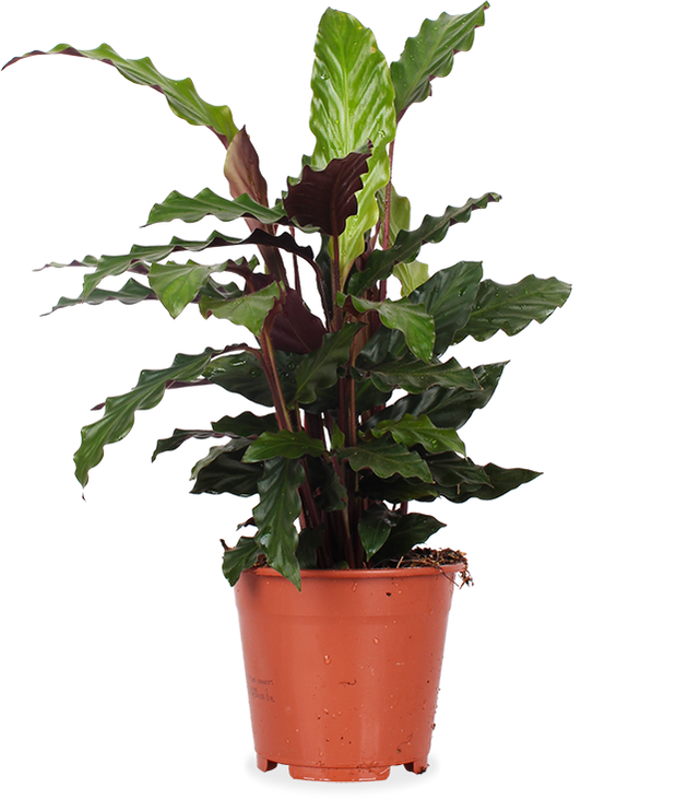 korbmarante giftig Calathea Rufibarba (Korbmarante) (S) kaufen? | Julia