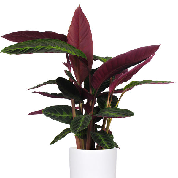 Calathea warscewiczii (Korbmarante) kaufen