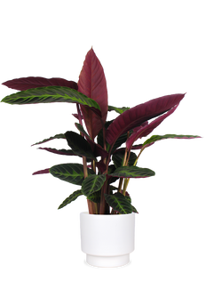Calathea warscewiczii (Korbmarante) (M)