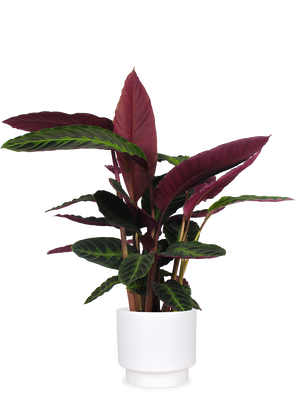 Calathea warscewiczii (Korbmarante) kaufen