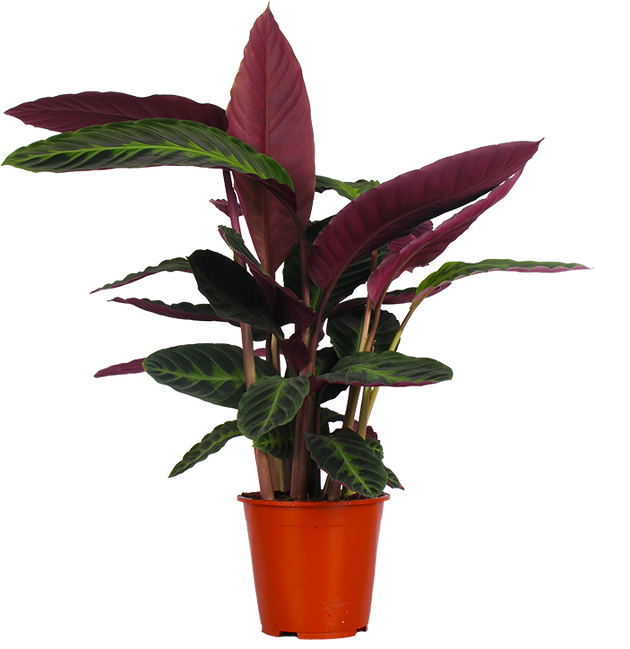 Calathea warscewiczii (Korbmarante) kaufen