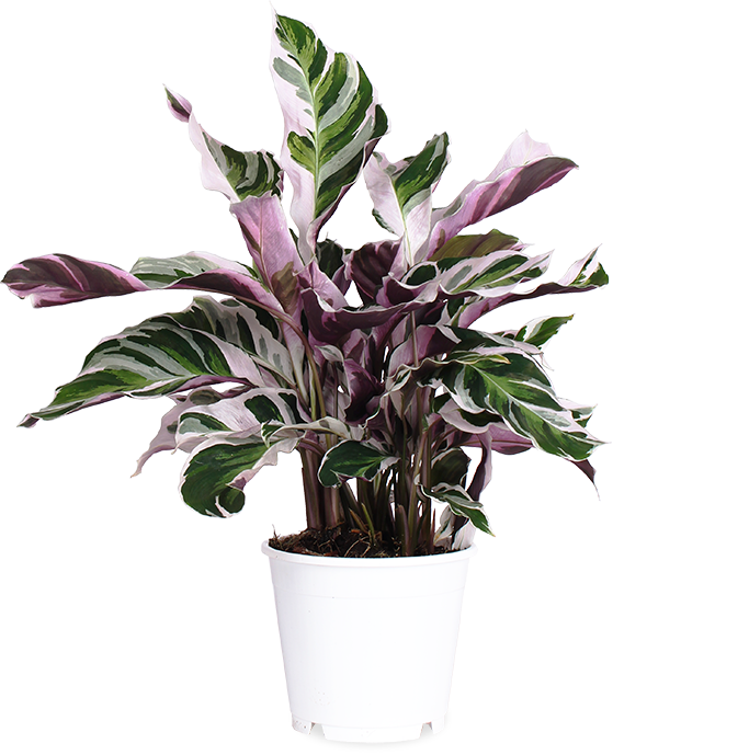 Calathea fusion white (Korbmarante) (S)