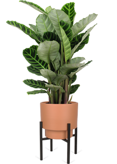 Calathea zebrina (Korbmarante) (M)