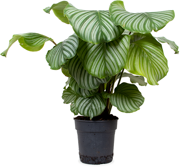 Calathea orbifolia (Korbmarante) (M)