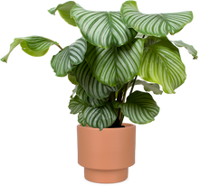 Calathea orbifolia (Korbmarante) (M)