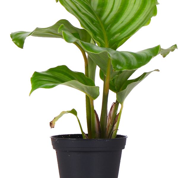 Calathea orbifolia (Korbmarante) (XS)