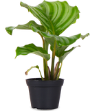 Calathea orbifolia (Korbmarante) (XS)