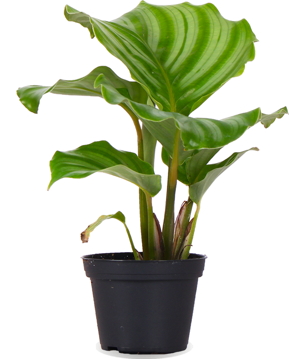 Calathea orbifolia (Korbmarante) (XS)