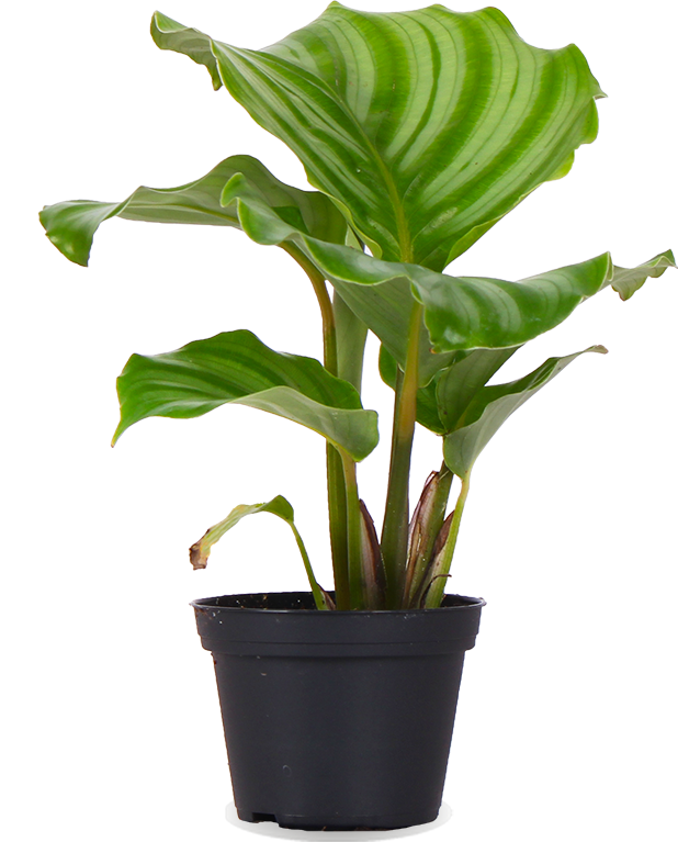 Calathea orbifolia (Korbmarante) (XS)