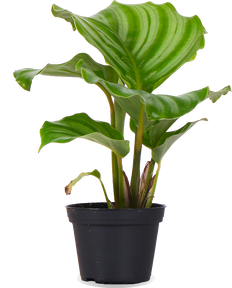 Calathea orbifolia (Korbmarante) (XS)