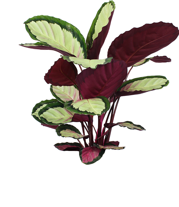 Calathea Roseopicta Silvia (Korbmarante) kaufen? | Silvia