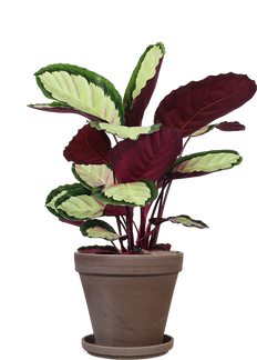 Calathea roseopicta silvia (Korbmarante) (M)