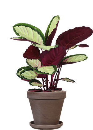 Calathea Roseopicta Silvia (Korbmarante) kaufen? | Silvia