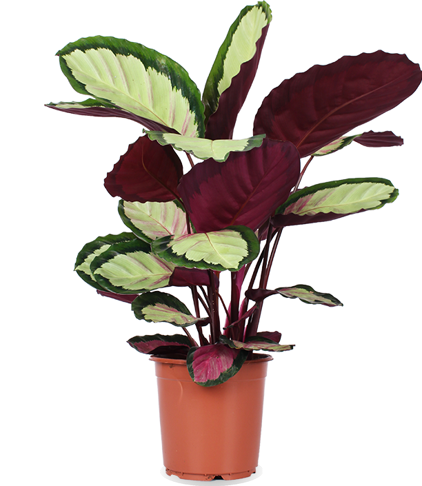 Calathea roseopicta silvia (Korbmarante) (M)