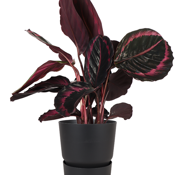 Calathea Surprisestar (Korbmarante) kaufen