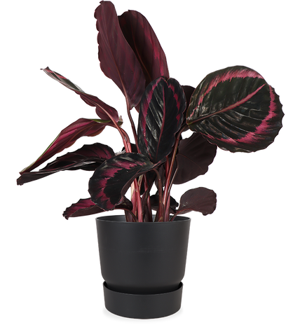Calathea Surprisestar (Korbmarante)