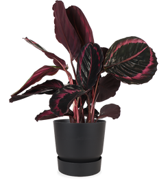 Calathea Surprisestar (Korbmarante)