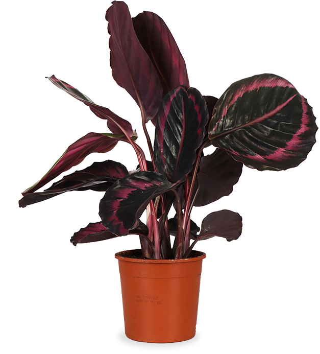 Calathea Surprisestar (Korbmarante) kaufen