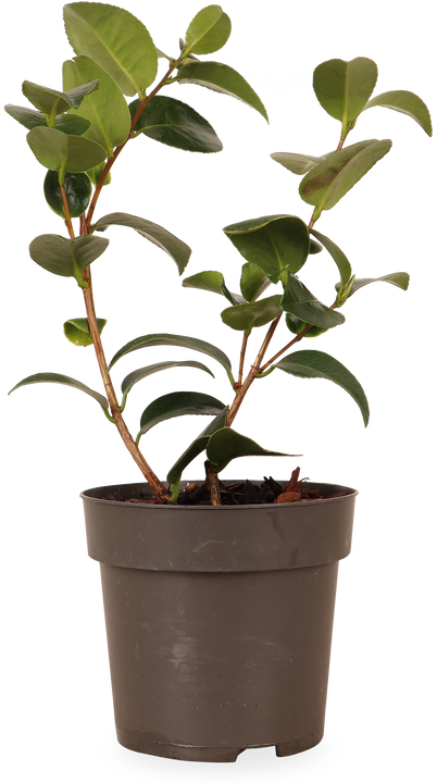 Camellia williamsii "volunteer" (Kamelie) (S)