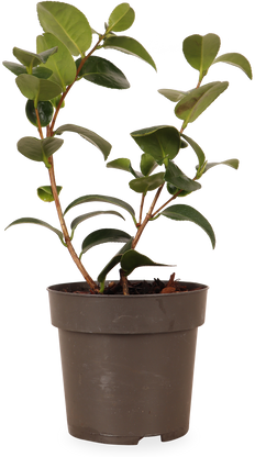 Camellia williamsii "volunteer" (Kamelie) (S)
