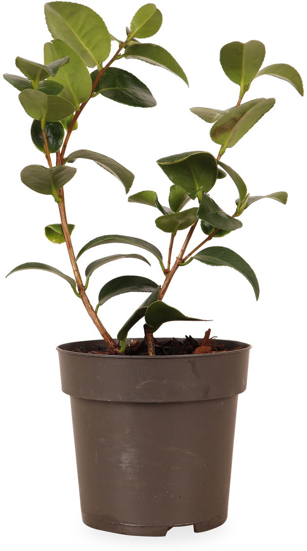 Camellia 'Volunteer' (Kamelie) kaufen | Camilla