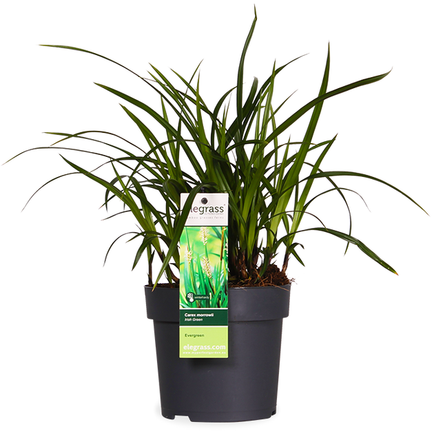 Carex morrowii "irish green" (Japan Segge) (S)