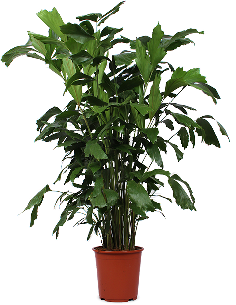 Caryota mitis (Fischschwanzpalme) (XL) – Plantsome