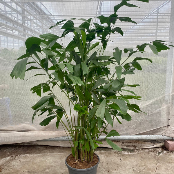 Caryota mitis (Groggy Zweige) – Plantsome