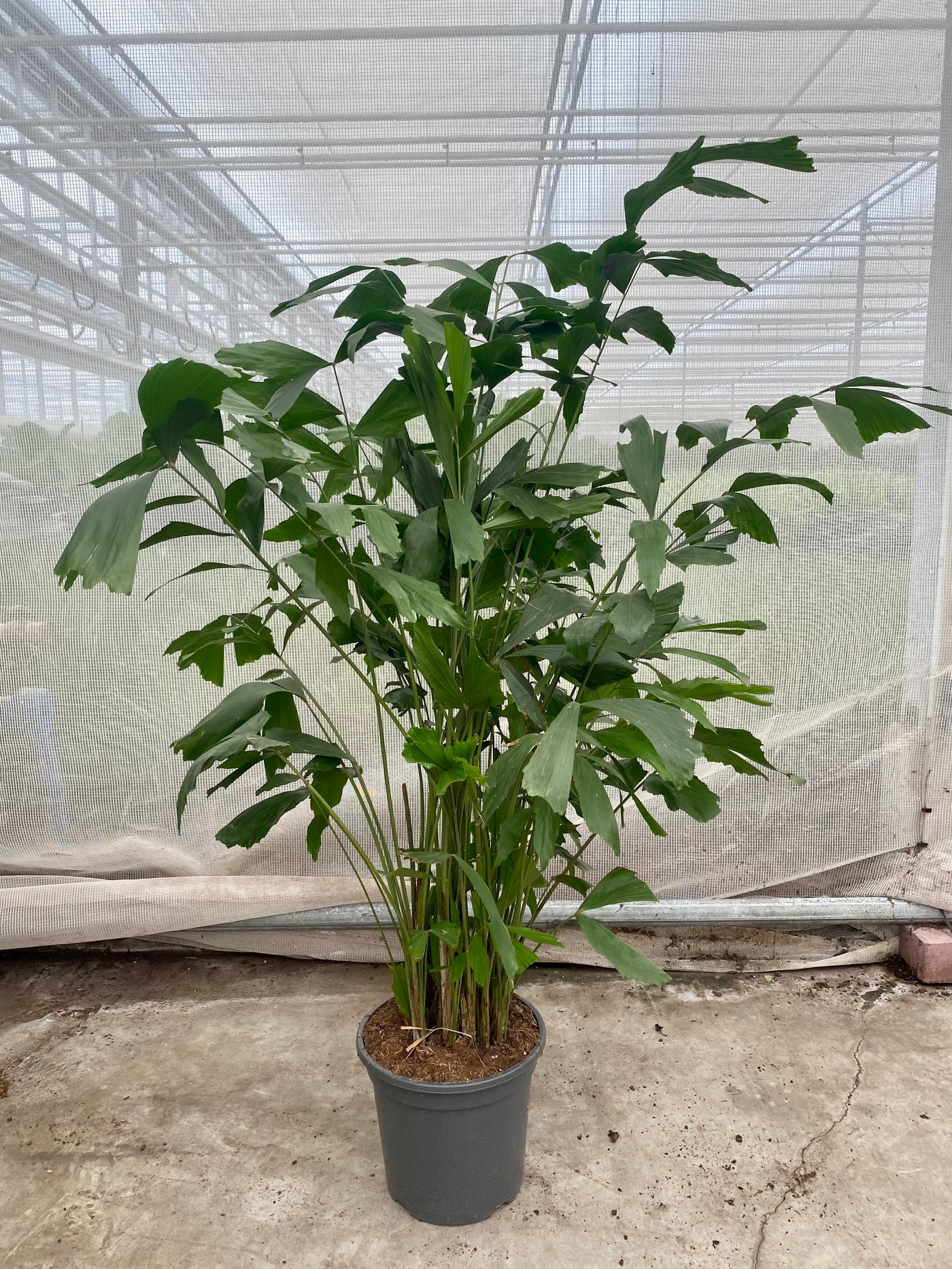 Caryota mitis (Groggy Zweige)