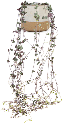 Ceropegia woodii (Leuchterblume)