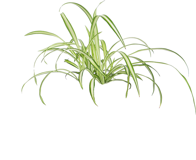 Chlorophytum (Grünlilie) kaufen? | Bertie