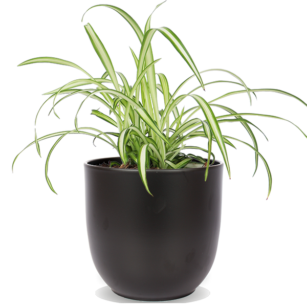 Chlorophytum (Grünlilie) kaufen? | Bertie