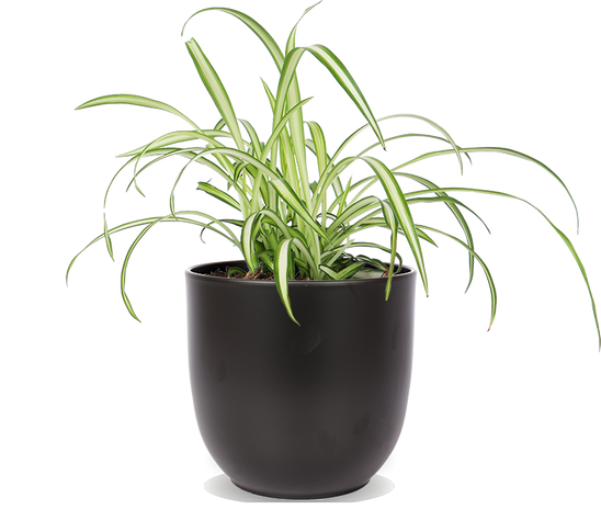 Chlorophytum (Grünlilie) (S)