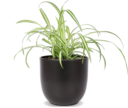 Chlorophytum (Grünlilie) (S)