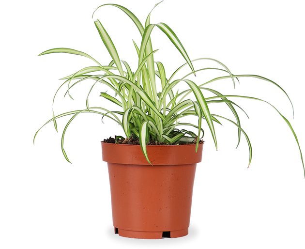Chlorophytum (Grünlilie) kaufen? | Bertie