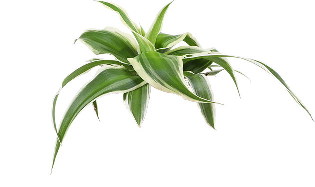 Chlorophytum (Grünlilie) kaufen? | Bertie