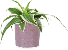 Chlorophytum (Grünlilie) (XS)