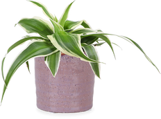 Chlorophytum (Grünlilie) (XS)